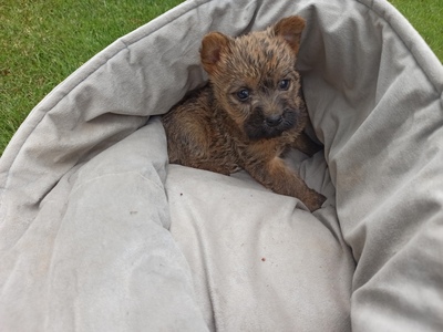 Von der Scheerhorner Haar, Cairn Terrier Welpen - Hündin