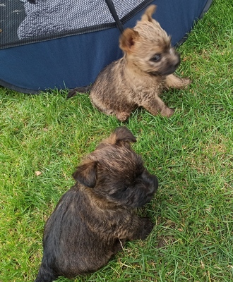 Von der Scheerhorner Haar, Cairn Terrier Welpen - Hündin