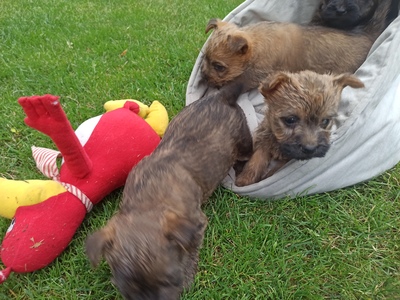Von der Scheerhorner Haar, Cairn Terrier Welpen - Hündin