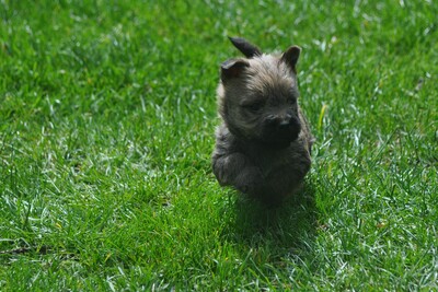 Von der Scheerhorner Haar, Cairn Terrier Welpen - Rüde