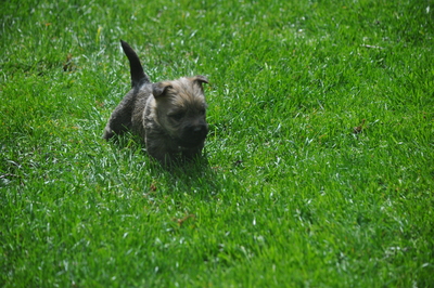 Von der Scheerhorner Haar, Cairn Terrier Welpen - Rüde