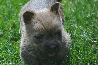 Von der Scheerhorner Haar, Cairn Terrier Welpen - Rüde
