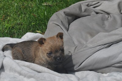Von der Scheerhorner Haar, Cairn Terrier Welpen - Rüde