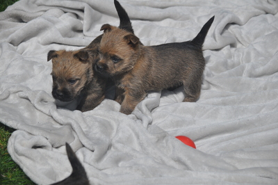 Von der Scheerhorner Haar, Cairn Terrier Welpen - Rüde
