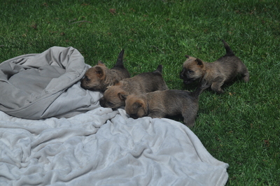 Von der Scheerhorner Haar, Cairn Terrier Welpen - Rüde