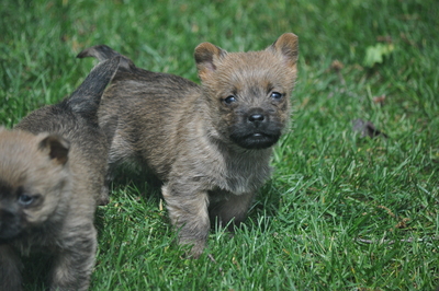 Von der Scheerhorner Haar, Cairn Terrier Welpen - Rüde