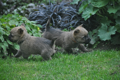 Von der Scheerhorner Haar, Cairn Terrier Welpen - Rüde