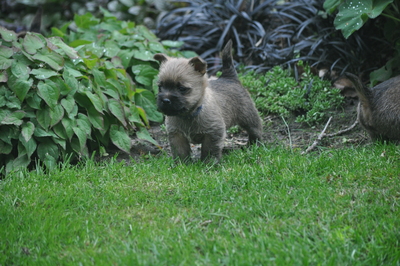 Von der Scheerhorner Haar, Cairn Terrier Welpen - Rüde
