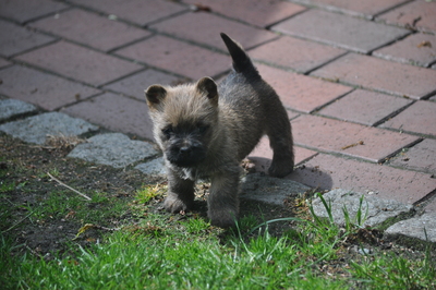 Von der Scheerhorner Haar, Cairn Terrier Welpen - Rüde