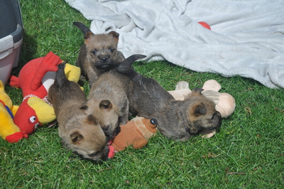 Von der Scheerhorner Haar, Cairn Terrier Welpen - Rüde