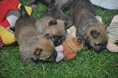 Von der Scheerhorner Haar, Cairn Terrier Welpen - Rüde