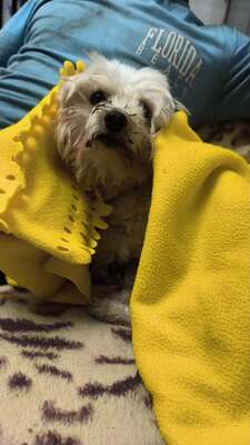 Von einem verfiltzen Etwas zur kleinen Kuscheloma, Bichon - Mischling - Hündin