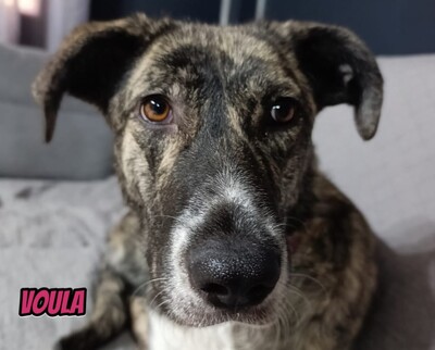 Voula