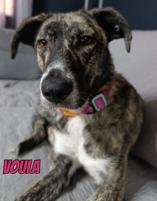 Voula, Mischling - Hündin