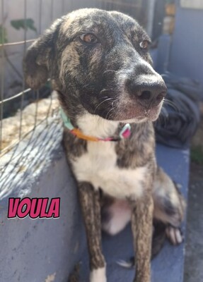 Voula, Mischling - Hündin