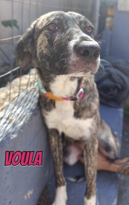 Voula, Mischling - Hündin