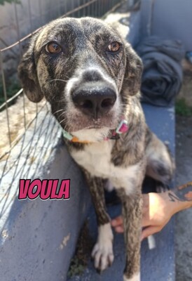 Voula, Mischling - Hündin