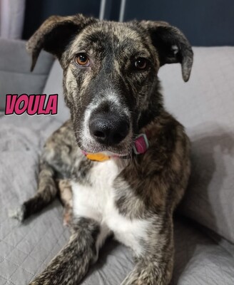 Voula, Mischling - Hündin