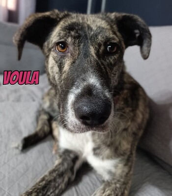 Voula, Mischling - Hündin