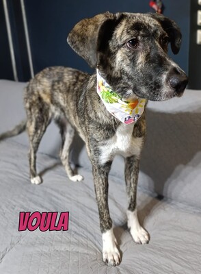 Voula, Mischling - Hündin