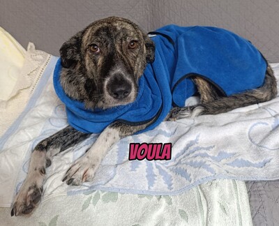 Voula, Mischling - Hündin