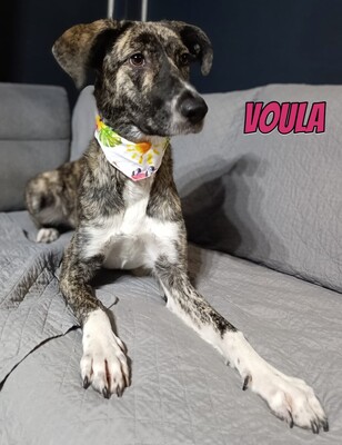 Voula, Mischling - Hündin