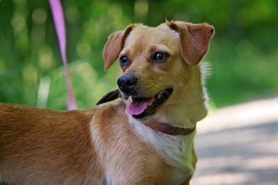 Vuky, Dackel Mischung - Hündin