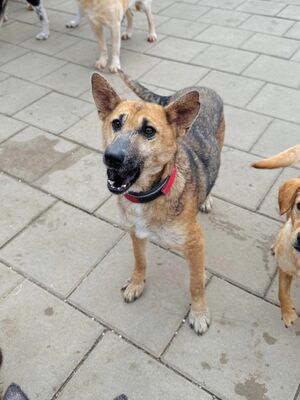 WAKANDA, Mischling - Hündin