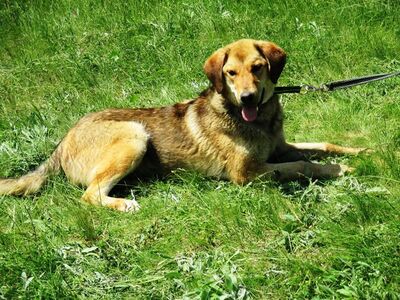 WALKER, WALKER sehnt sich nach Geborgenheit - Rüde