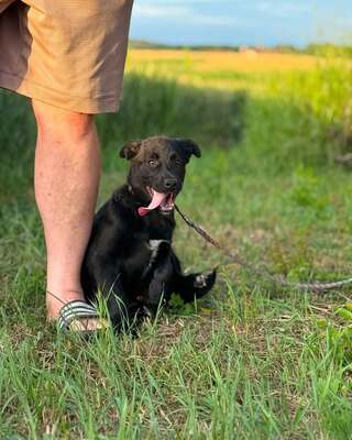 💙WALNUT sucht noch immer seine Menschen – ist es weil er schwarz ist?🥲🥲🥲, Border-Collie-Mischling - Rüde