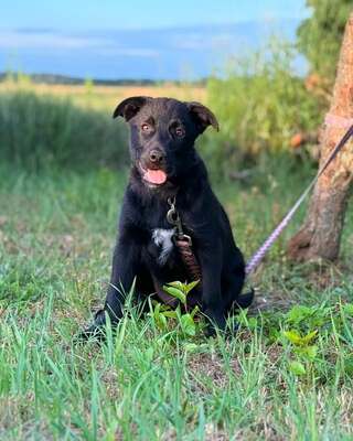 💙WALNUT sucht noch immer seine Menschen – ist es weil er schwarz ist?🥲🥲🥲, Border-Collie-Mischling - Rüde