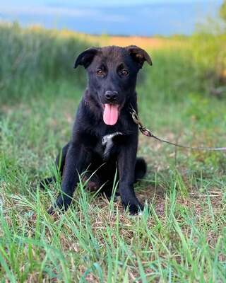 💙WALNUT sucht noch immer seine Menschen – ist es weil er schwarz ist?🥲🥲🥲, Border-Collie-Mischling - Rüde