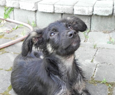 WERONA Welpenmädel, Mischling - Hündin