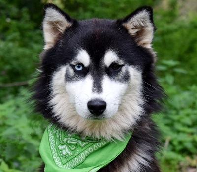 WEST, Husky-Mischling - Rüde