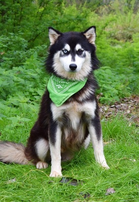 WEST, Husky-Mischling - Rüde