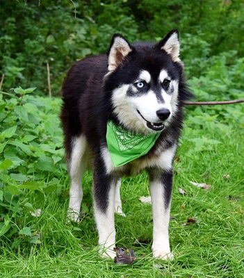 WEST, Husky-Mischling - Rüde