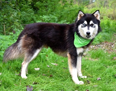 WEST, Husky-Mischling - Rüde