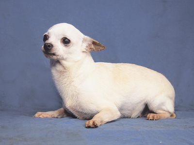 WHITE - freundlich, anhänglich, fröhlich, gelehrig, anfangs ängstlich, Chihuahua - Hündin