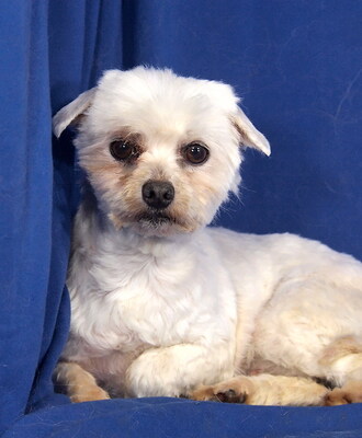 WHITNEY - R E S E R V I E R T !!!!! freundlich, anhänglich, neugierig, gelehrig, katzenverträglich; zunächst ängstlich, Malteser - Betreuungsplatz OÖ - Hündin