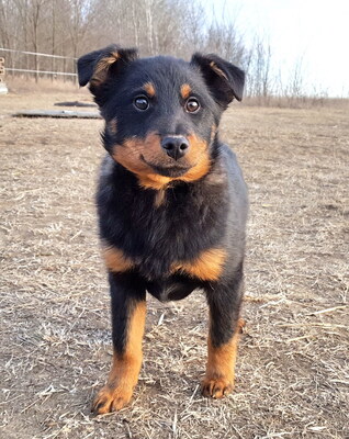 WICKIE - verschmust, sehr lebhaft, verspielt, fröhlich, gelehrig, eher zurückhaltend, anfangs ein wenig ängstlich, Mischling Welpen - Rüde