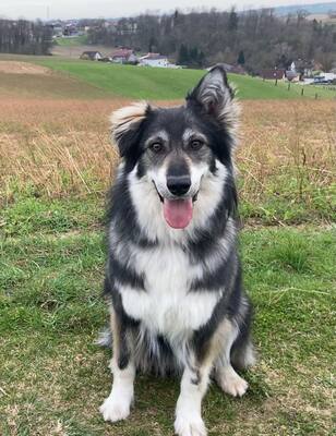 WILLOW, Mischling - Rüde