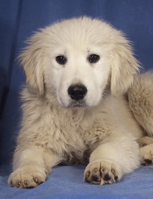 WINDY - R E S E R V I E R T !!!!! sehr lieb, neugierig, anhänglich, lebhaft, verspielt, gelehrig, katzenverträglich, anfangs ein wenig ängstlich, Golden Retriever Welpen - Rüde