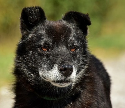 WOLFY, Mischling - Rüde