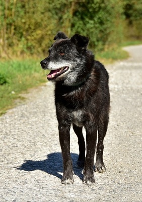 WOLFY, Mischling - Rüde