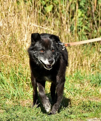 WOLFY, Mischling - Rüde