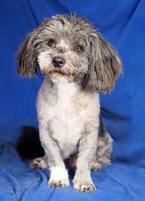 WOODY - R E S E R V I E R T !!!!! sehr lieb und fröhlich, verschmust, anhänglich, lebhaft, gelehrig, Malteser Pudel Mischling - Rüde