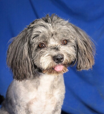 WOODY - R E S E R V I E R T !!!!! sehr lieb und fröhlich, verschmust, anhänglich, lebhaft, gelehrig, Malteser Pudel Mischling - Rüde