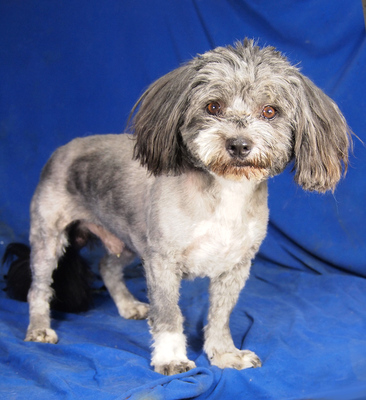 WOODY - R E S E R V I E R T !!!!! sehr lieb und fröhlich, verschmust, anhänglich, lebhaft, gelehrig, Malteser Pudel Mischling - Rüde