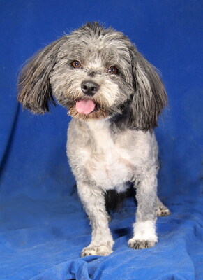 WOODY - R E S E R V I E R T !!!!! sehr lieb und fröhlich, verschmust, anhänglich, lebhaft, gelehrig, Malteser Pudel Mischling - Rüde