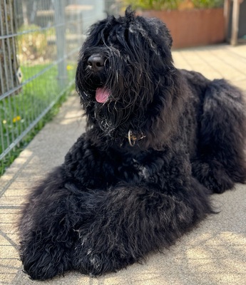 WURFANKÜNDIGUNG SCHWARZE TERRIER WELPEN IM SEPTEMBER 2024, Schwarzer Russischer Terrier Welpen - Hündin 1